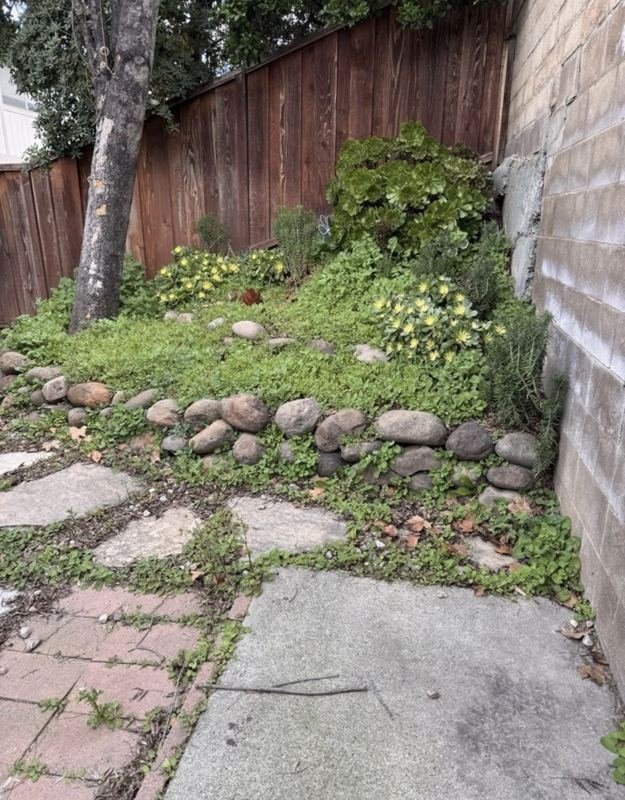 Before: overgrown side yard
